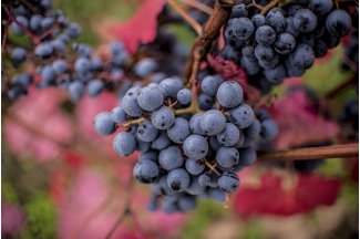 vino